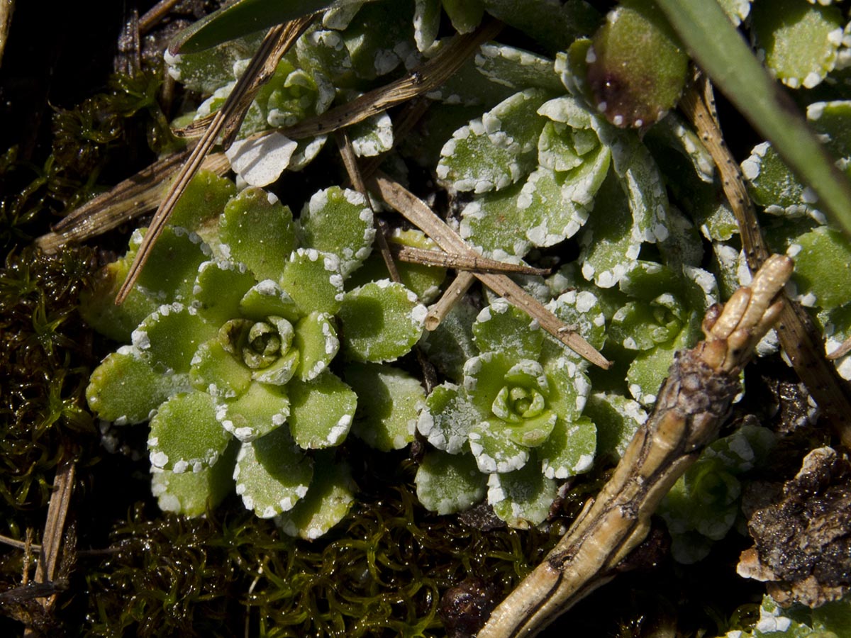 Saxifraga paniculata